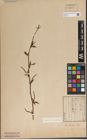 Foto von Salix japonica Thunb.